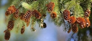Rake for Pine Needles