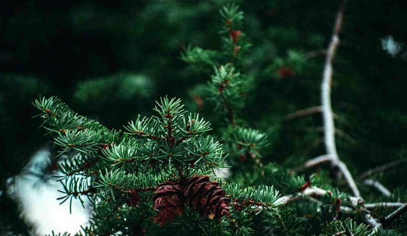 pine tree identification by needles