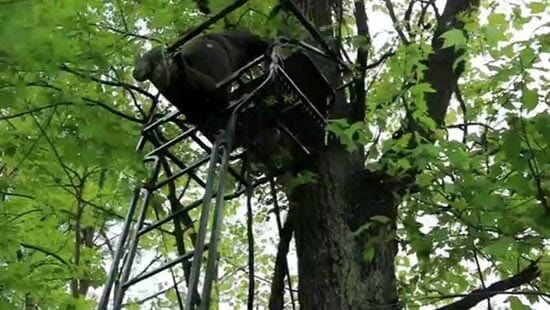 Best Ladder Stand for Bowhunting